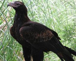Foto: Águila audaz