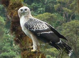Foto: Águila poma