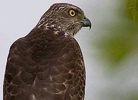 Foto: Gavilán chikra