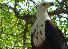 Foto: Pigargo vocinglero