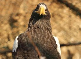 Foto: Pigargo gigante