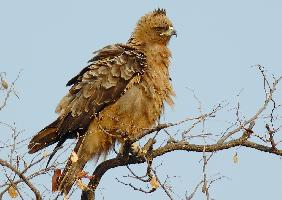 Foto: Águila de wahlberg