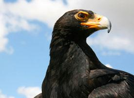 Foto: Águila cafre