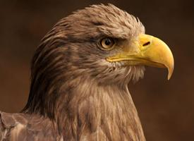 Foto: Pigargo europeo