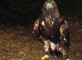 Foto: Águila real