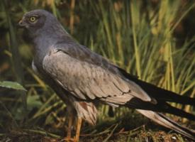 Foto: Aguilucho cenizo