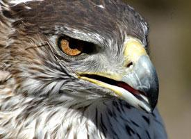 Foto: Águila azor perdicera