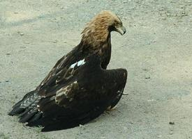 Foto: Águila imperial oriental