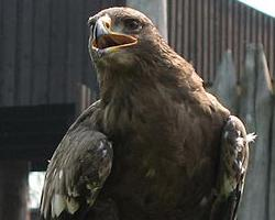 Foto: Águila pomerana