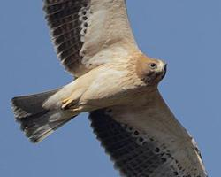 Foto: Águila o aguililla calzada