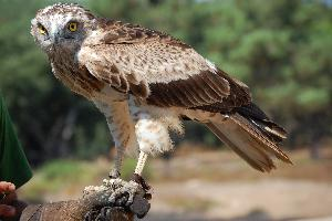 Foto: Culebrera europea