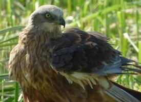 Foto: Aguilucho lagunero occidental