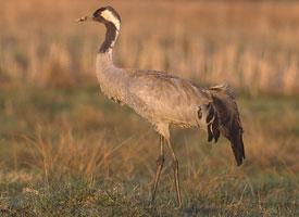 Foto: Grulla común
