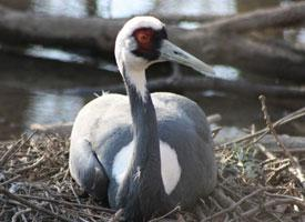 Foto: Grulla cuelliblanca