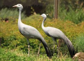 Foto: Grulla del paraíso