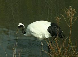 Foto: Grulla de manchuria