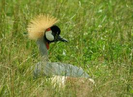 Foto: Grulla coronada cuelligrís
