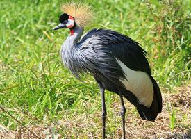Foto: Grulla coronada cuellinegra