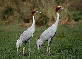 Foto: Grulla sarus