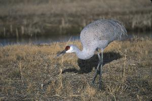 Foto: Grulla canadiense