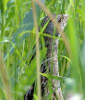 Foto: Guion de codornices