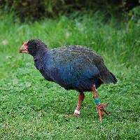 Foto: Calamón takahe de la isla norte