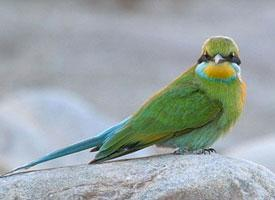 Foto: Abejaruco golondrina