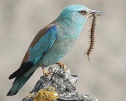 Foto: Carraca europea