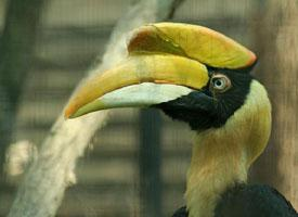 Foto: Cálao bicorne