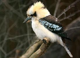 Foto: Cucaburra común