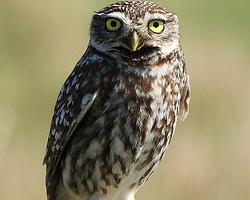 Foto: Mochuelo europeo