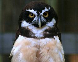 Foto: Lechuzón de anteojos