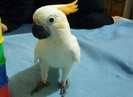 Foto: Cacatúa sulfúrea