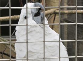 Foto: Cacatúa blanca