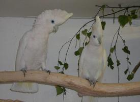 Foto: Cacatúa de las salomón
