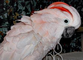 Foto: Cacatúa moluqueña