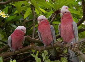 Foto: Cacatúa galah
