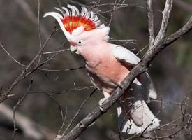 Foto: Cacatúa abanderada