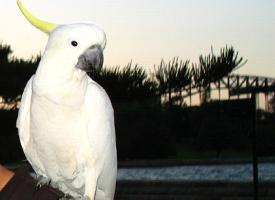 Foto: Cacatúa de moño amarillo