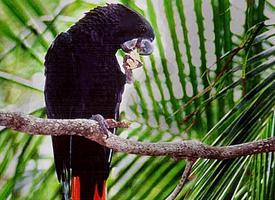 Foto: Cacatúa colirroja