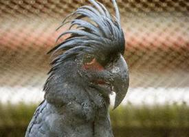 Foto: Cacatúa enlutada