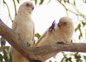 Foto: Cacatúa sanguínea