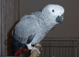 Foto: Loro yaco