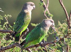 Foto: Loro de cabeza marrón