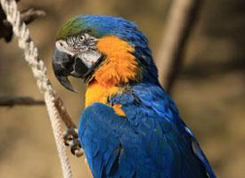 Foto: Guacamayo azul y amarillo
