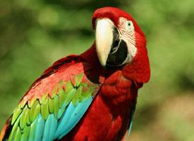 Foto: Guacamayo rojo