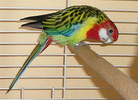 Foto: Perico multicolor