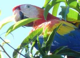 Foto: Guacamayo escarlata