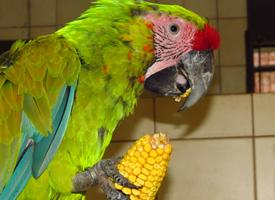 Foto: Guacamayo ambiguo