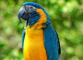 Foto: Guacamayo barba azul
